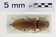 Foto (Dorsalansicht) von Cardiotarsus perroti (Fleutiaux, 1940) (NHMW-ZOO-COL-0008531)